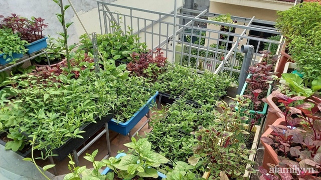Khoảng sân thượng chỉ 15m² nhưng đủ các loại rau xanh tốt tươi không lo thiếu thực phẩm mùa dịch ở Hà Nội - Ảnh 21.