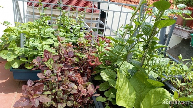 Khoảng sân thượng chỉ 15m² nhưng đủ các loại rau xanh tốt tươi không lo thiếu thực phẩm mùa dịch ở Hà Nội - Ảnh 10.
