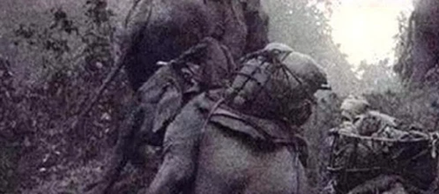  Thành Cát Tư Hãn áp dụng 1 cách giúp binh lính không bị đói, quân Nhật Bản trong Thế chiến II học theo, 5 vạn quân lăn ra chết  - Ảnh 2.