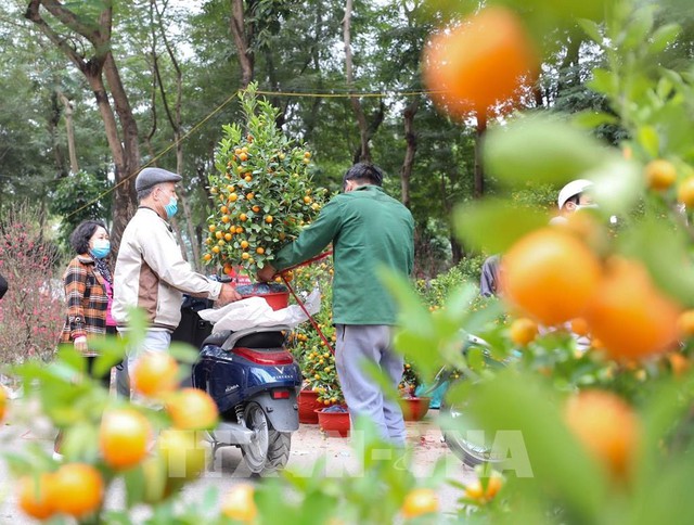 Một quận ở Hà Nội quyết định miễn phí thuê mặt bằng cho người bán hoa, cây cảnh Tết - Ảnh 1.