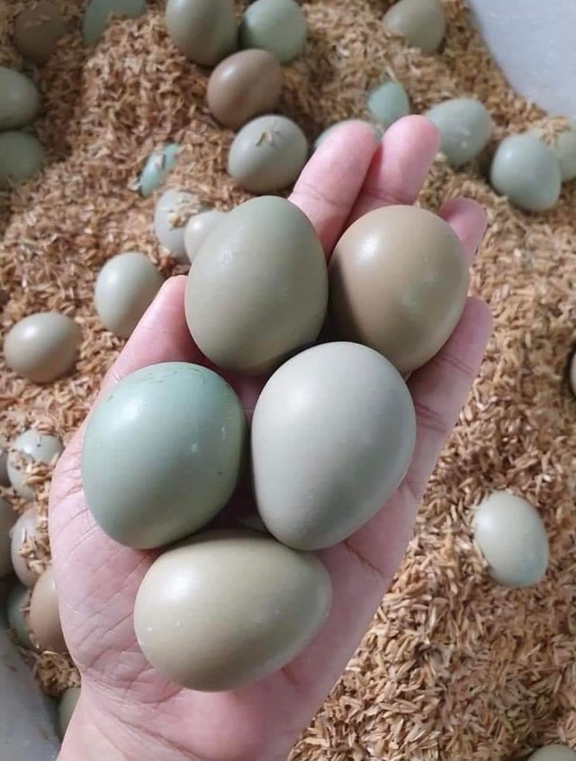 Loại trứng màu xanh đỏ bắt mắt, giá đắt gấp 10 lần trứng gà ta nhưng chị em vẫn lùng mua - Ảnh 2.