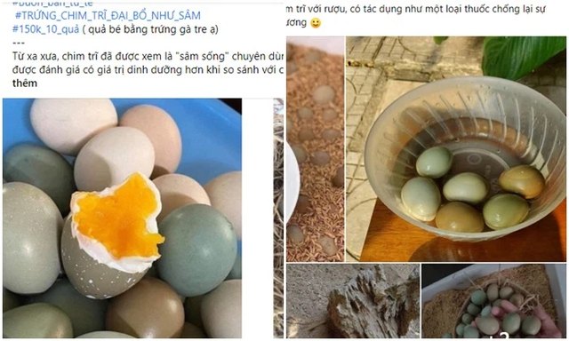 Loại trứng màu xanh đỏ bắt mắt, giá đắt gấp 10 lần trứng gà ta nhưng chị em vẫn lùng mua - Ảnh 7.