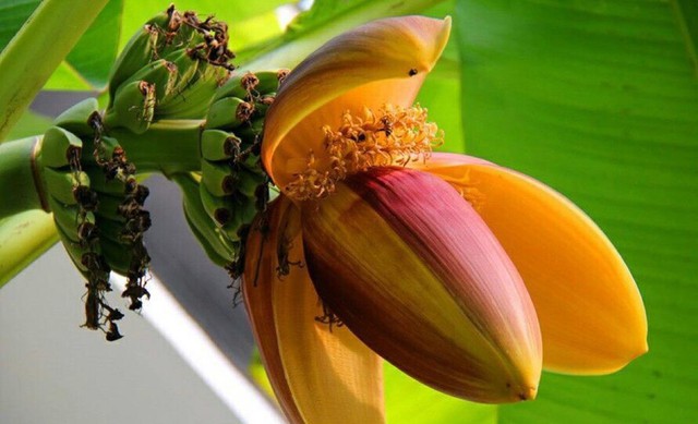Thứ này vừa là hoa vừa là rau, có rất nhiều ở Việt Nam: Tận dụng sẽ giúp bổ phổi, khỏe tim, hồi xuân hiệu quả mà nhiều phụ nữ chưa biết - Ảnh 1. Thứ này vừa là hoa vừa là rau, có rất nhiều ở Việt Nam: Tận dụng sẽ giúp bổ phổi, khỏe tim, hồi xuân hiệu quả mà nhiều phụ nữ chưa biết - Ảnh 1.