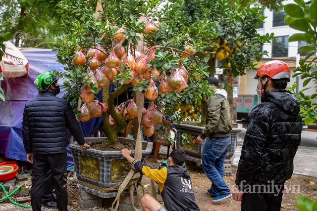 Ngắm vườn bưởi cảnh tiền tỷ của lão nông Hà Nội khiến nhiều đại gia thay nhau chốt đơn - Ảnh 1.