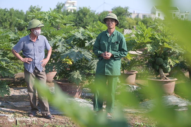 Ảnh: Tung ra thị trường những cặp quýt lục bình khủng giá 35 triệu, lão nông Hưng Yên lo ế ẩm vì Covid-19 - Ảnh 13.