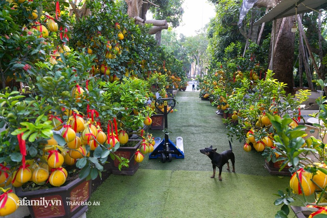 Ngợp với vườn bưởi Diễn nghìn quả tại Sài Gòn, Tết này không chỉ mua cúng, nhiều gia đình thích bày cả cây bưởi trăm triệu trong nhà - Ảnh 1.