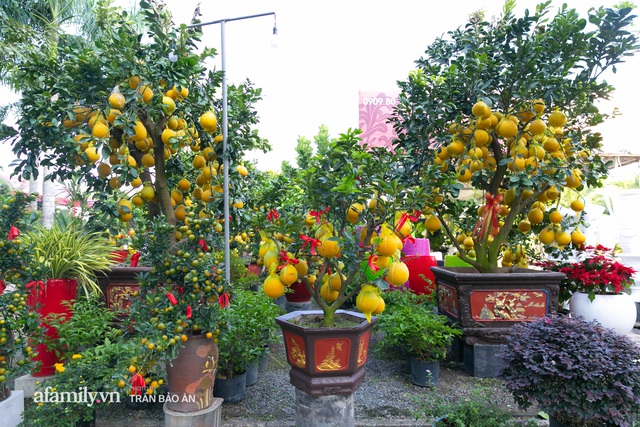 Ngợp với vườn bưởi Diễn nghìn quả tại Sài Gòn, Tết này không chỉ mua cúng, nhiều gia đình thích bày cả cây bưởi trăm triệu trong nhà - Ảnh 2.