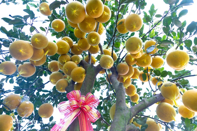 Ngợp với vườn bưởi Diễn nghìn quả tại Sài Gòn, Tết này không chỉ mua cúng, nhiều gia đình thích bày cả cây bưởi trăm triệu trong nhà - Ảnh 11.