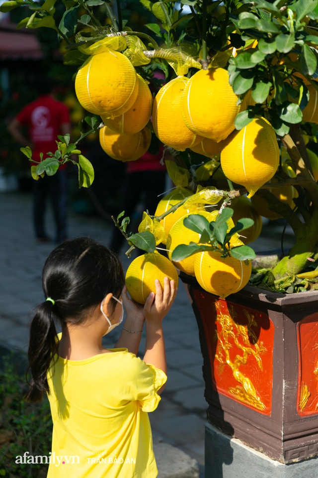 Ngợp với vườn bưởi Diễn nghìn quả tại Sài Gòn, Tết này không chỉ mua cúng, nhiều gia đình thích bày cả cây bưởi trăm triệu trong nhà - Ảnh 12.