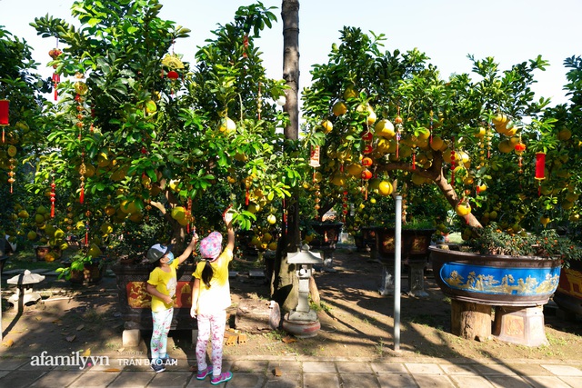 Ngợp với vườn bưởi Diễn nghìn quả tại Sài Gòn, Tết này không chỉ mua cúng, nhiều gia đình thích bày cả cây bưởi trăm triệu trong nhà - Ảnh 14.