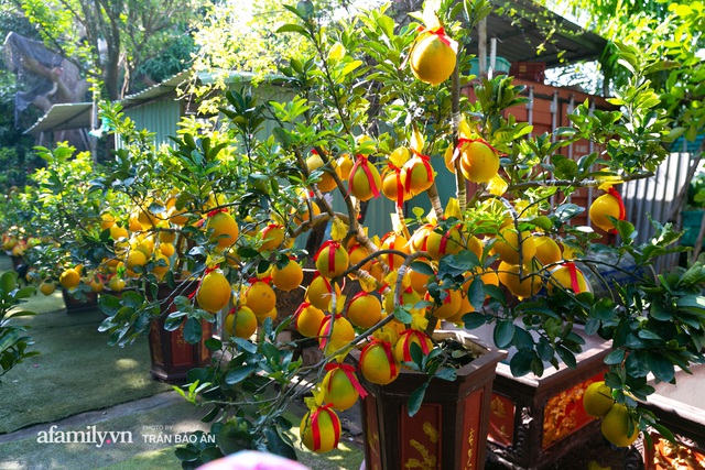 Ngợp với vườn bưởi Diễn nghìn quả tại Sài Gòn, Tết này không chỉ mua cúng, nhiều gia đình thích bày cả cây bưởi trăm triệu trong nhà - Ảnh 3.