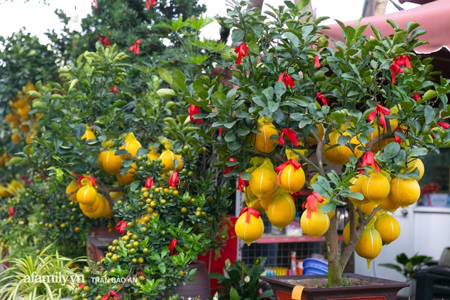 Ngợp với vườn bưởi Diễn nghìn quả tại Sài Gòn, Tết này không chỉ mua cúng, nhiều gia đình thích bày cả cây bưởi trăm triệu trong nhà - Ảnh 4.