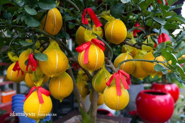 Ngợp với vườn bưởi Diễn nghìn quả tại Sài Gòn, Tết này không chỉ mua cúng, nhiều gia đình thích bày cả cây bưởi trăm triệu trong nhà - Ảnh 5.