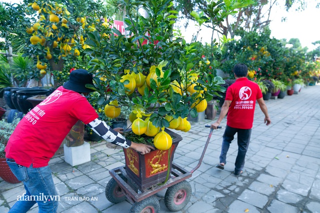 Ngợp với vườn bưởi Diễn nghìn quả tại Sài Gòn, Tết này không chỉ mua cúng, nhiều gia đình thích bày cả cây bưởi trăm triệu trong nhà - Ảnh 6.