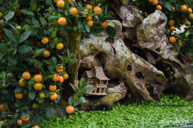 Nhà vườn ở Hà Nội biến những gốc gỗ khô bỏ đi thành chậu quất cảnh giá trăm triệu đồng tung ra thị trường dịp Tết - Ảnh 5.