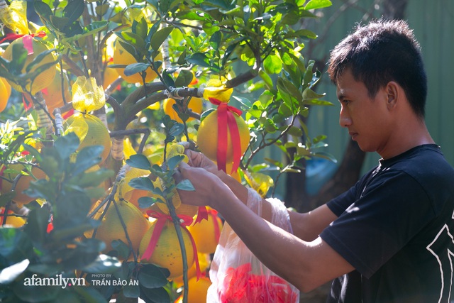 Ngợp với vườn bưởi Diễn nghìn quả tại Sài Gòn, Tết này không chỉ mua cúng, nhiều gia đình thích bày cả cây bưởi trăm triệu trong nhà - Ảnh 7.