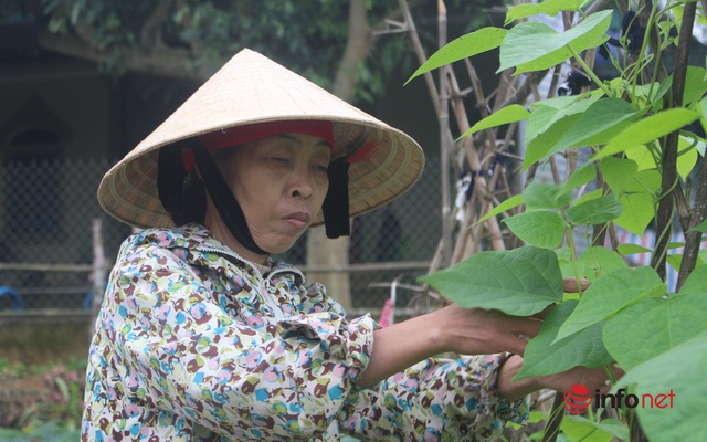 Bà Phan Thị Hoa chăm sóc vườn rau của gia đình.
