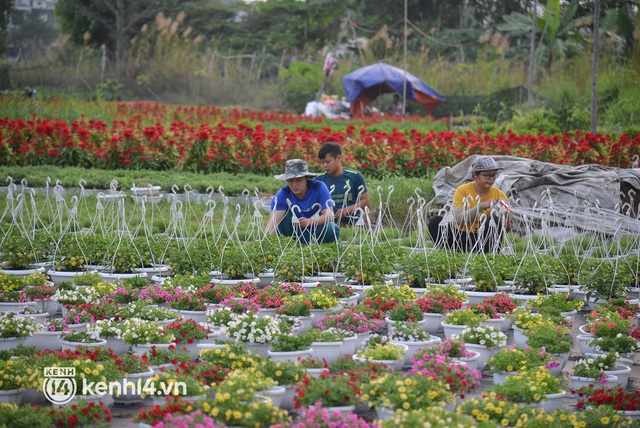 Ảnh: Cánh đồng hoa ở TP.HCM khoe sắc rực rỡ đón Tết, nhiều khách đến đặt hàng - Ảnh 3.