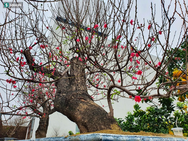  Ngắm gốc đào cổ thụ khủng giá nào cũng không bán, cho thuê vài ngày hàng trăm triệu - Ảnh 5.