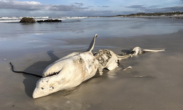  Xác cá mập chết liên tục dạt vào bờ biển, tất cả đều bị móc mất lá gan  - Ảnh 6.