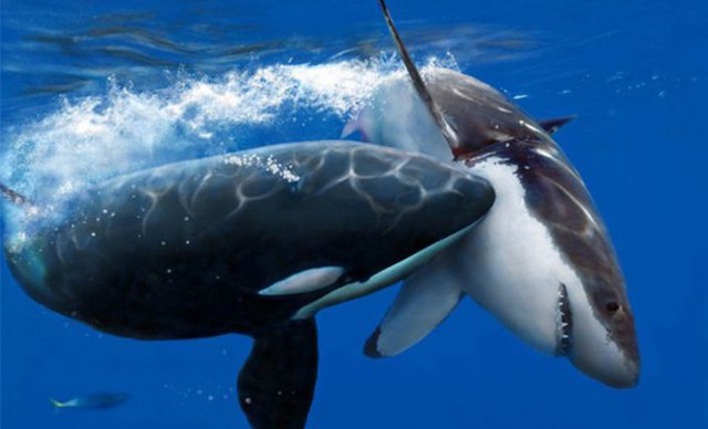  Xác cá mập chết liên tục dạt vào bờ biển, tất cả đều bị móc mất lá gan  - Ảnh 10.