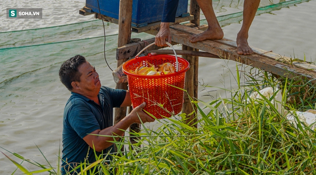  Giá cá chép đỏ lên trời, thương lái có tiền cũng không mua được - Ảnh 5.