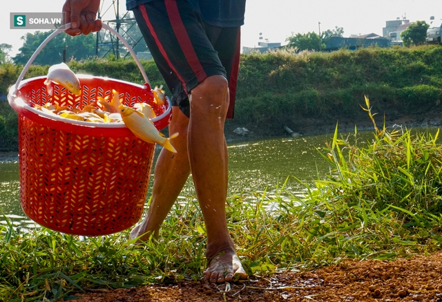  Giá cá chép đỏ lên trời, thương lái có tiền cũng không mua được - Ảnh 6.