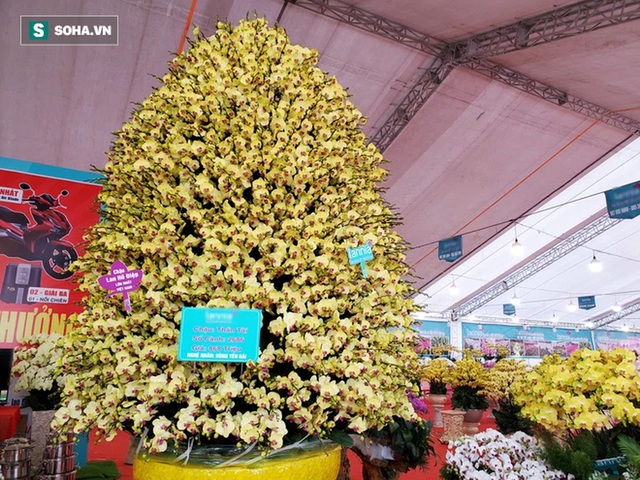 Lan hồ điệp hơn 1 tỷ, dát vàng, cao 5m khủng nhất Việt Nam, 4 thợ làm xuyên ngày đêm - Ảnh 1.