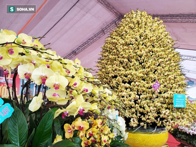 Lan hồ điệp hơn 1 tỷ, dát vàng, cao 5m khủng nhất Việt Nam, 4 thợ làm xuyên ngày đêm - Ảnh 3.