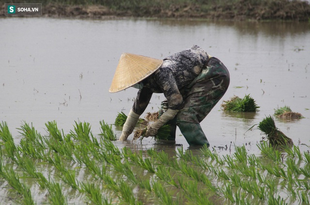 Những người phụ nữ còng lưng lội ruộng cấy thuê kiếm nửa triệu mỗi ngày - Ảnh 2.