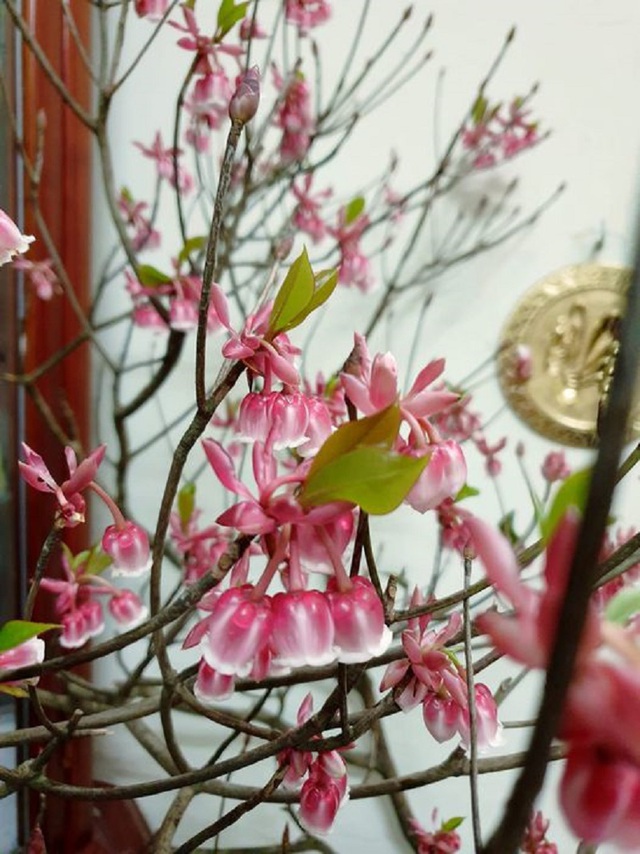 Đào chuông Yên Tử - loại hoa độc, lạ mới đang được chị em săn đón chơi Tết 2022 nhưng giá bán không hề rẻ và khó mua - Ảnh 1.