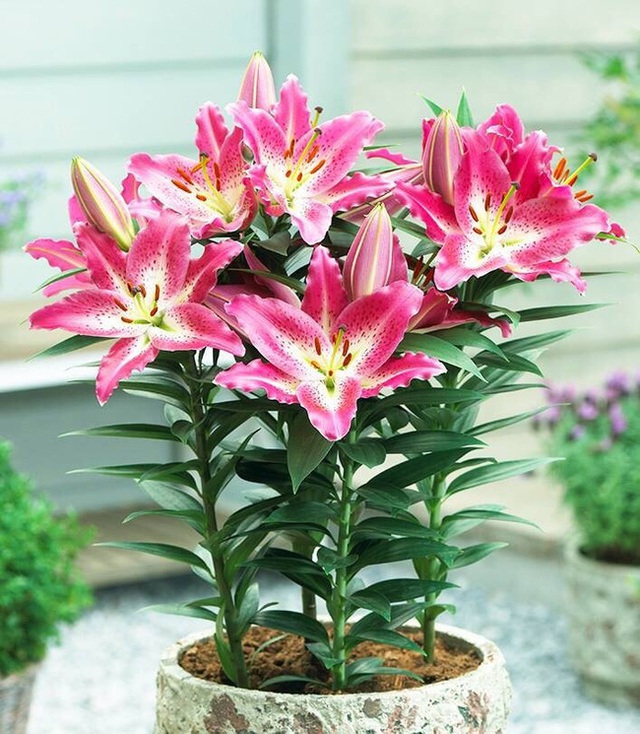 Lưu ý 6 KHÔNG khi mua hoa Tết cần phải chú ý để chọn được hoa vừa rẻ đẹp lại lâu tàn - Ảnh 11.