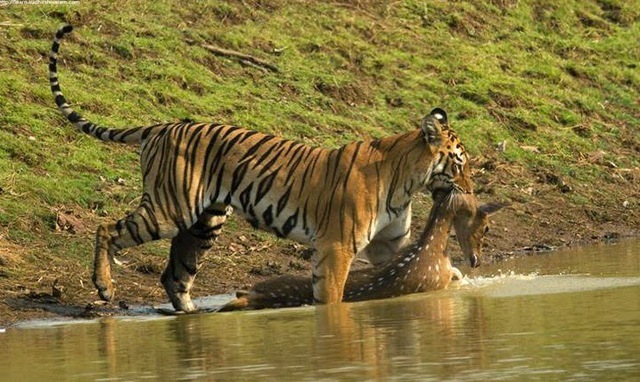 13 sự thật thú vị về loài hổ trong năm Nhâm Dần - Ảnh 4.