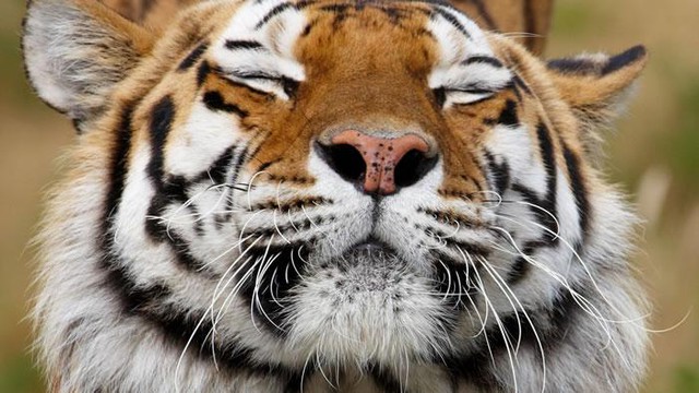 13 sự thật thú vị về loài hổ trong năm Nhâm Dần - Ảnh 8.