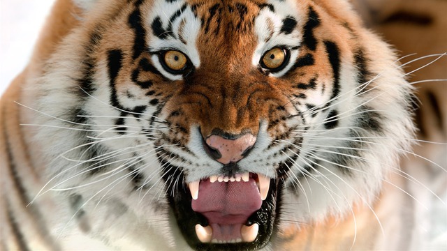 13 sự thật thú vị về loài hổ trong năm Nhâm Dần - Ảnh 9.