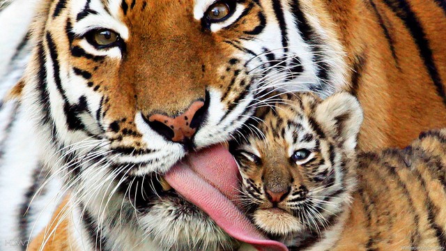 13 sự thật thú vị về loài hổ trong năm Nhâm Dần - Ảnh 11.