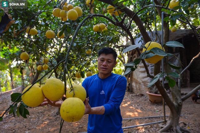  Trồng loại quả mang lại tài lộc, may mắn, lão nông ở Hà Nội kiếm tiền tỷ mỗi năm - Ảnh 10.