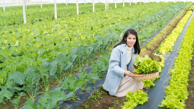  Cưới chồng Nhật, gái quê số hưởng đổi đời thành bà chủ nông trại 50ha, thu bạc tỷ - Ảnh 3.