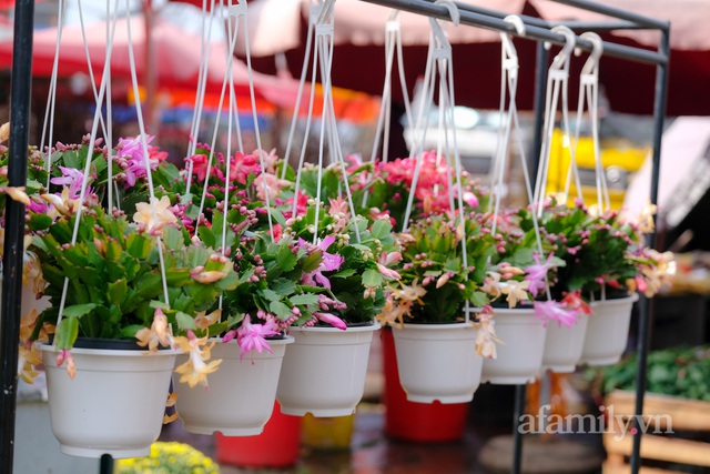 28 Tết cập nhật nhanh giá chợ hoa Quảng Bá: Tăng 20% so với ngày thường, mua nhanh 5 cành đào đông cắm đẹp nhà hết 2,2 triệu - Ảnh 30.