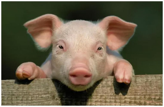 Bộ phận cực quý giá của con lợn: Tận dụng sẽ vừa tăng collagen tự nhiên, hạ đường huyết và tăng cường sinh lý, tiếc là thường xuyên bị vứt bỏ - Ảnh 1.
