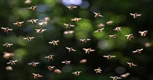 Đàn ong sinh ra nhiều điện tích có thể ảnh hưởng tới thời tiết.