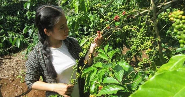 Sau nhiều năm học tập, làm việc ở thành phố, chị Kiều Hoanh về quê, dựng lại cuộc sống nơi núi rừng Tây Nguyên xa xôi.
