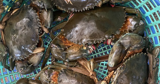 Cua Cà Mau nức tiếng ngon và bổ - Ảnh: KHẮC TÂM