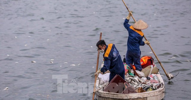 Công nhân vớt cá chết ở hồ Tây ngày 19/11. Ảnh: Duy Phạm