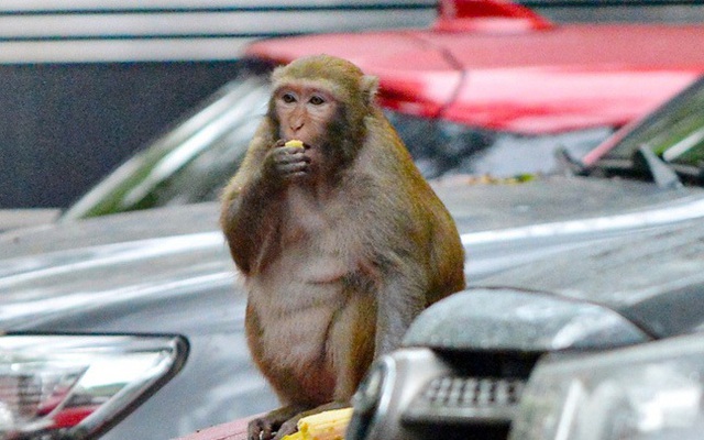 Con khỉ hoang quậy phá trong bãi đỗ xe Duy Tân (Hà Nội) (Ảnh: VTC)
