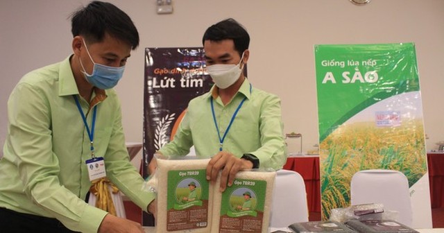 Bên cạnh giải Nhất ở hạng mục gạo thơm, mẫu gạo nếp A Sào của Tập đoàn ThaiBinh Seed cũng đạt giải Nhất ở hạng mục gạo nếp.