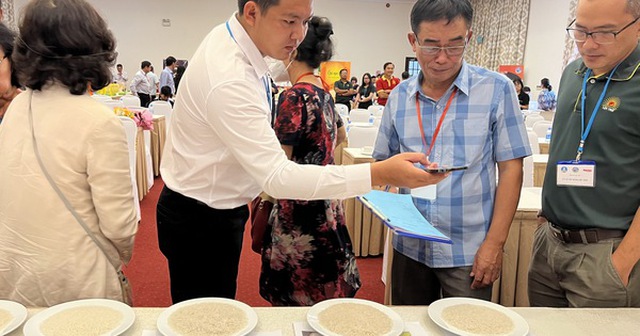 Gạo thơm của các đơn vị được trưng bày để chấm cảm quan tại hội thi “ Gạo ngon nhất Việt Nam” 2022 vừa qua - Ảnh: THẢO THƯƠNG