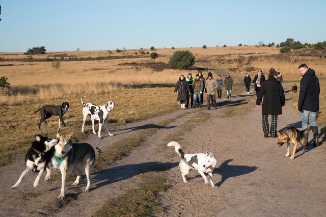  Hàng ngàn con chó đi vệ sinh tùy tiện đe dọa hệ sinh thái khu bảo tồn thiên nhiên ở Bỉ  - Ảnh 2.