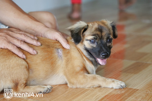  Chủ đàn chó ở Cà Mau phân trần vụ tiêu sạch hơn 120 triệu trong vòng 4 tháng, khẳng định không kêu gọi tiền từ thiện - Ảnh 3.