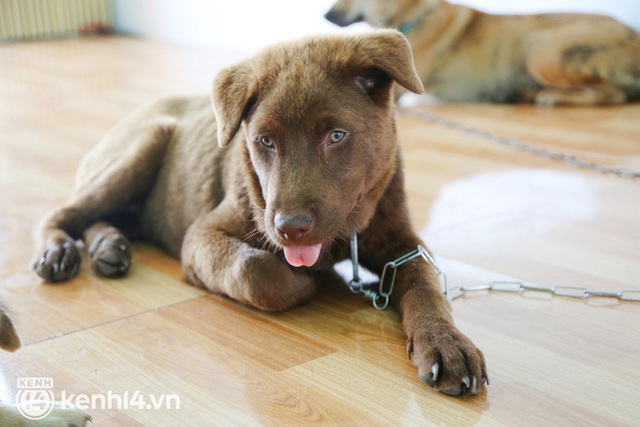  Chủ đàn chó ở Cà Mau phân trần vụ tiêu sạch hơn 120 triệu trong vòng 4 tháng, khẳng định không kêu gọi tiền từ thiện - Ảnh 12.